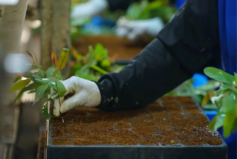 Paper – Tree, 30 million fibers per gram