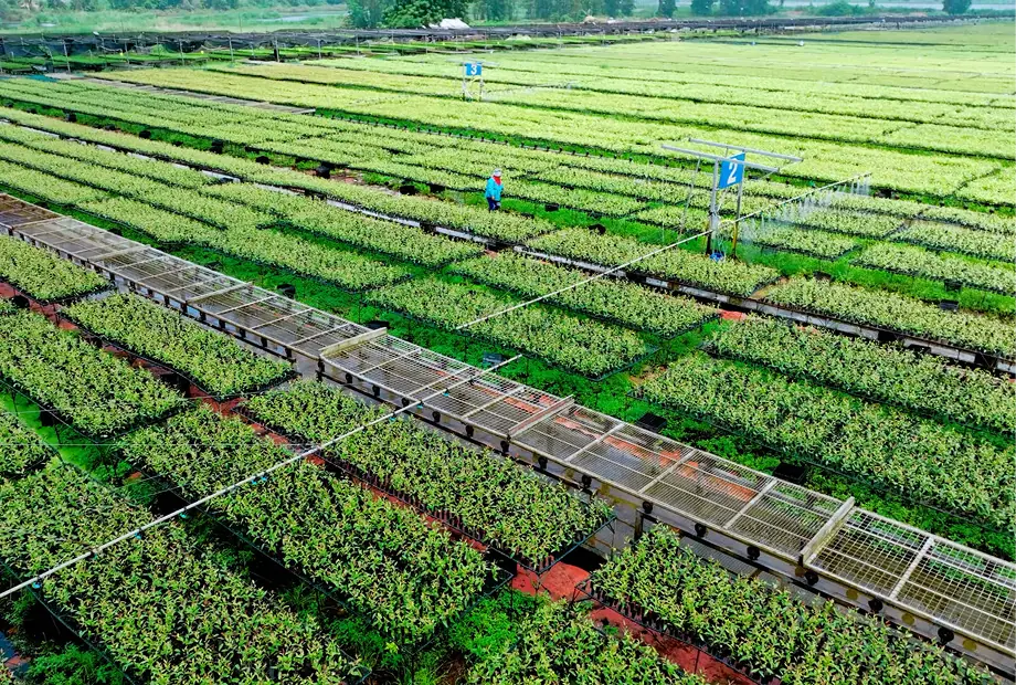 Paper Tree – Release Oxygen absorbs CO2